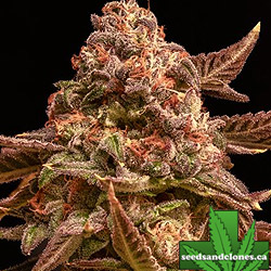 Pink Taco Seeds