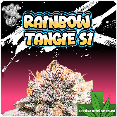 Rainbow Tangie Seeds