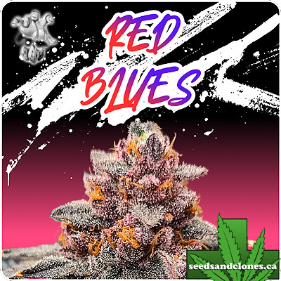 Red Blues Seeds