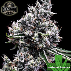 Sour Tangie Seeds