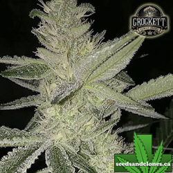 Strawberry Daze Seeds