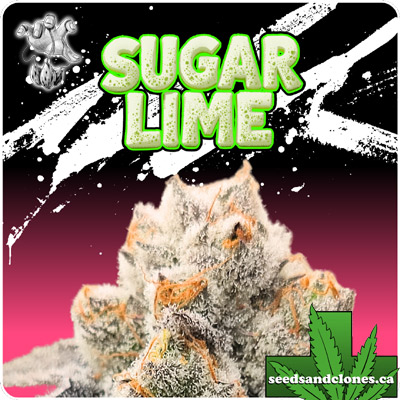 Sugar Lime Seeds