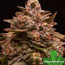 Super Sour Gushers Seeds