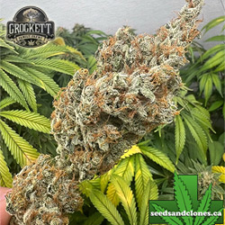 Sweet Cheesus Seeds