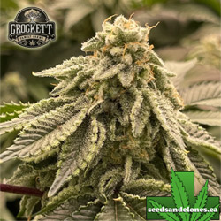 Tangie Fumez Seeds