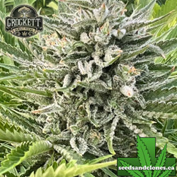 Tangie Haze Seeds