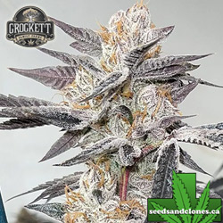 Tangie Kush Pop Seeds