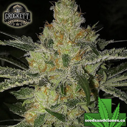 Tangie Land Seeds