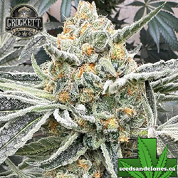 Tangie Seeds