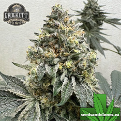 Tangie Tartz Seeds